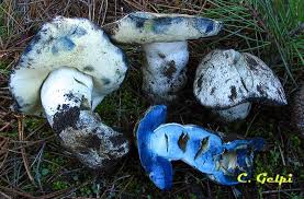 Attēlu rezultāti vaicājumam “Gyroporus cyanescens”