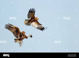 Attēlu rezultāti vaicājumam “Circus aeruginosus adult”