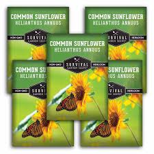 Image result for Helianthus annuus