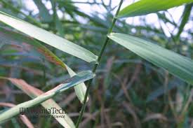 Attēlu rezultāti vaicājumam “Phalaroides arundinacea”