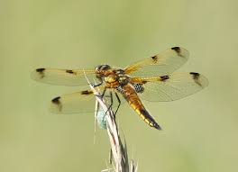 Attēlu rezultāti vaicājumam “Libellula quadrimaculata imago”