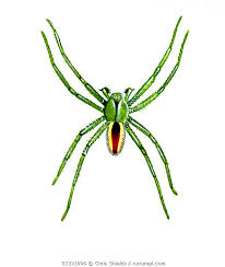 Attēlu rezultāti vaicājumam “Micrommata virescens”