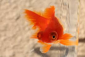 Image result for 出目金