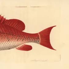 Image result for Lutjanus campechanus