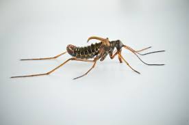 Attēlu rezultāti vaicājumam “Boreus”