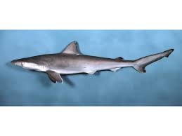 Image result for Rhizoprionodon terraenovae