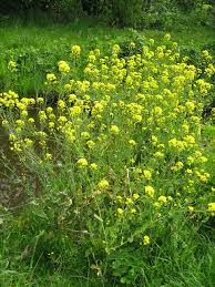 Attēlu rezultāti vaicājumam “Sinapis arvensis”