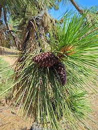 Attēlu rezultāti vaicājumam “Pinus ponderosa fruit”