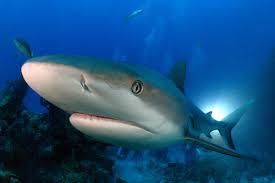 Image result for Nasolamia velox