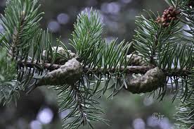 Attēlu rezultāti vaicājumam “Pinus banksiana”