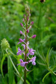 Attēlu rezultāti vaicājumam “Gymnadenia conopsea flower”