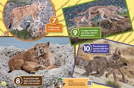 Image result for Craigmount Cougars