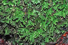 Attēlu rezultāti vaicājumam “Taxiphyllum wissgrillii”