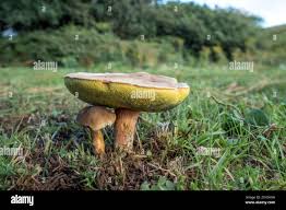 Attēlu rezultāti vaicājumam “Xerocomus subtomentosus”