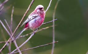 Attēlu rezultāti vaicājumam “Fringillidae”