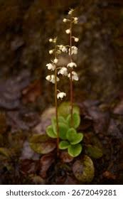 Attēlu rezultāti vaicājumam “Pyrola rotundifolia fruit”