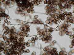 Attēlu rezultāti vaicājumam “Diderma cingulatum”