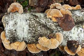 Attēlu rezultāti vaicājumam “Trametes ochracea”