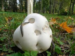 Attēlu rezultāti vaicājumam “Langermania gigantea”