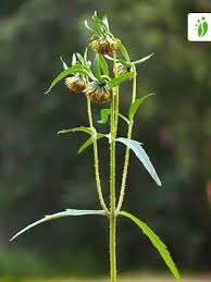 Attēlu rezultāti vaicājumam “Bidens cernua flower”
