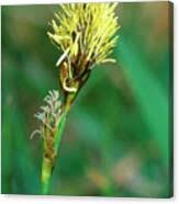 Attēlu rezultāti vaicājumam “Carex caryophyllea flower”