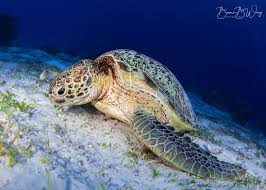 Image result for Chelonia mydas