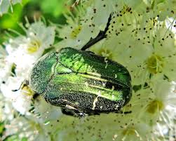 Attēlu rezultāti vaicājumam “Anacampsis blatariella”