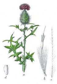 Attēlu rezultāti vaicājumam “Cirsium vulgare”