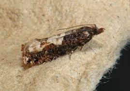 Attēlu rezultāti vaicājumam “Epinotia trigonella”