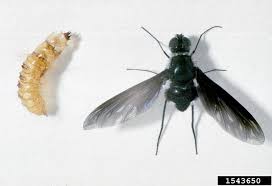 Attēlu rezultāti vaicājumam “Bombyliidae”