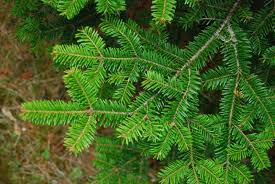 Attēlu rezultāti vaicājumam “Abies balsamea”