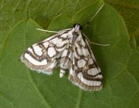 Attēlu rezultāti vaicājumam “Nymphula nitidulata”