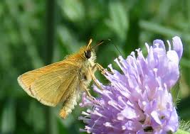 Attēlu rezultāti vaicājumam “Thymelicus lineola male”