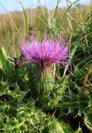 Attēlu rezultāti vaicājumam “Cirsium acaule leaf”