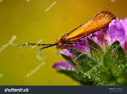 Attēlu rezultāti vaicājumam “Nemophora metallica”