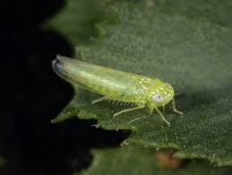 Attēlu rezultāti vaicājumam “Thecabius affinis nymph”