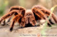 Znalezione obrazy dla zapytania Grammostola grossa