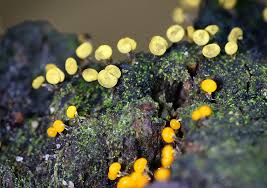 Attēlu rezultāti vaicājumam “Physarum viride var. aurantium”