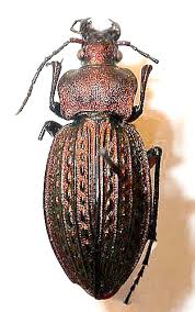 Attēlu rezultāti vaicājumam “Carabus cancellatus”