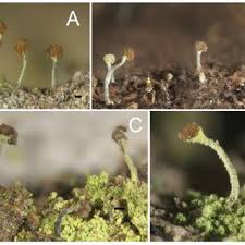Attēlu rezultāti vaicājumam “Calicium adspersum”