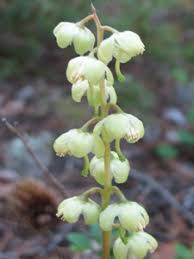 Attēlu rezultāti vaicājumam “Pyrola chlorantha bud”