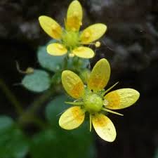 Attēlu rezultāti vaicājumam “Saxifraga cymbalaria flower”