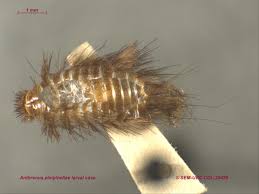 Attēlu rezultāti vaicājumam “Anthrenus scrophulariae”