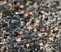 Attēlu rezultāti vaicājumam “Comatricha ellae”