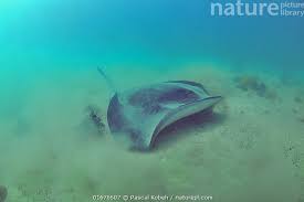 Image result for Bathytoshia brevicaudata