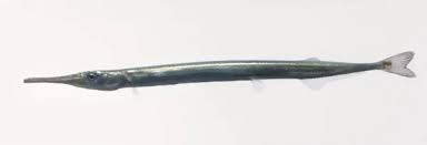 Attēlu rezultāti vaicājumam “Belone belone”