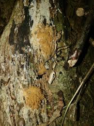 Attēlu rezultāti vaicājumam “Cribraria cancellata var. fusca stalked”