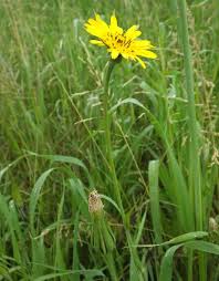 Image result for Tragopogon pratensis