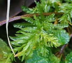 Attēlu rezultāti vaicājumam “Plagiomnium undulatum”