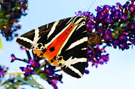 Attēlu rezultāti vaicājumam “Arctia caja larva”